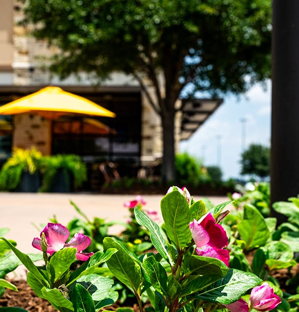 The Grove